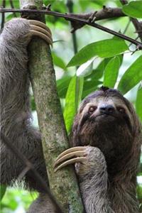 Sloth in a Tree Journal
