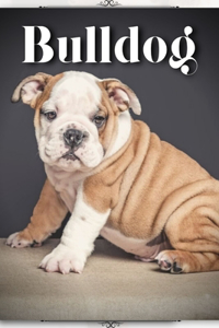 Bulldog