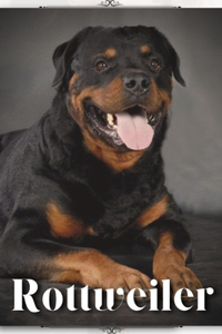 Rottweiler