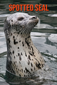 Spotted Seal