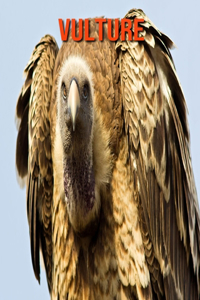 Vulture