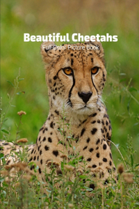 Beautiful Cheetahs Full-Color Picture Book