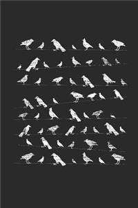 Flock of Bird
