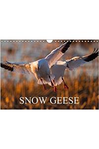 Snow Geese 2018