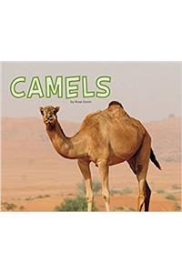 Camels