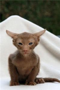 Oriental Cat Journal 