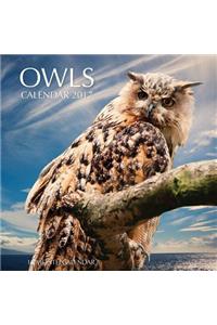 Owls Calendar 2017