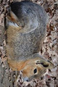 Patagonian Mara Hare Resting, for the Love of Animals