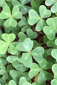 A Shamrock Journal