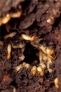Insect Journal Termites At Work Entomology