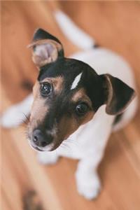 Jack Russell Love