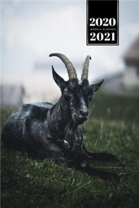 Goat Farmer Farming Herder Goatherd Week Planner Weekly Organizer Calendar 2020 / 2021 - Resting on Meadow