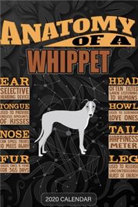 Anatomy Of A Whippet