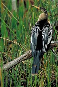 Anhinga on a Branch Darter Snake Bird Journal