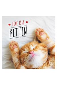 Love Is a Kitten