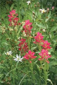 Paintbrush Wildflowers - Lined Notebook with Margins