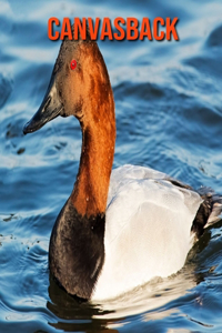 Canvasback