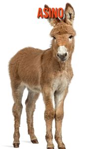 Asino