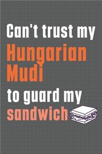 Can't trust my Hungarian Mudi to guard my sandwich