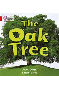 Oak Tree: Red B/Band 2b