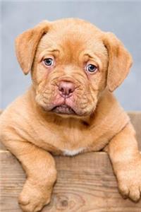 Dogue de Bordeaux