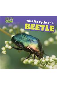 The Life Cycle of a Beetle