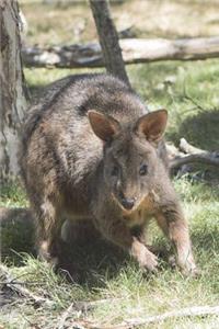 Pademelon in Tasmania (Forest Kangaroo) Journal