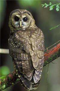 Northern Spotted Owl Journal