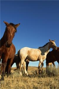 2020 Daily Planner Horse Photo Equine Horses Shadows 388 Pages