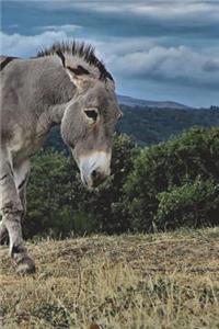 Donkey Notebook