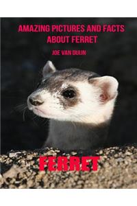 Ferret: Amazing Pictures and Facts about Ferret