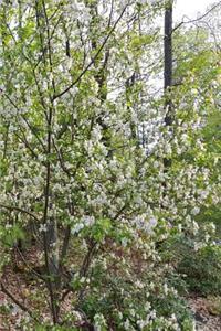 Springtime 2019 Daily Planner Flowering Tree White Green 384 Pages
