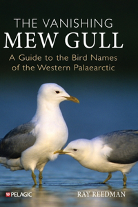 Vanishing Mew Gull