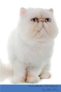 Exotic Shorthair Cat Presents