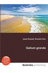 Galium Grande
