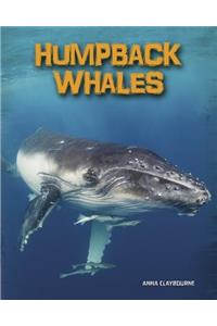 Humpback Whales