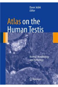 Atlas on the Human Testis