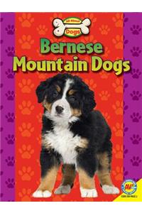 Bernese Mountain Dogs