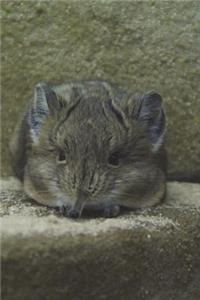 The Jerboa Journal