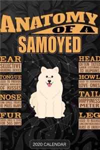 Anatomy Of A Samoyed