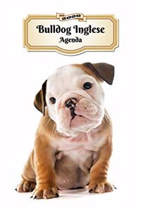 2020 Bulldog Inglese Agenda