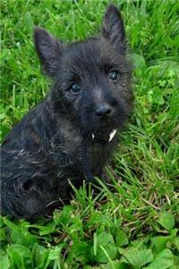 Tiny Cairn Terrier Puppy Dog in the Grass Journal