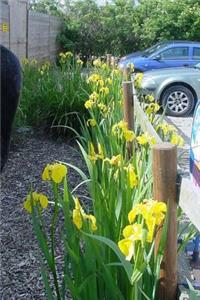 Iris Pseudacorus in Cheshire, England Journal