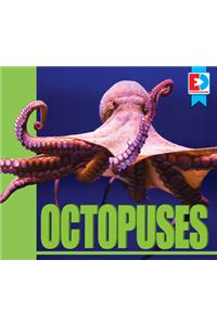 Octopuses