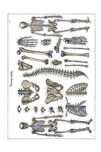 Osteography Composition Notebook