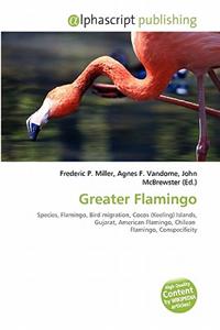 Greater Flamingo