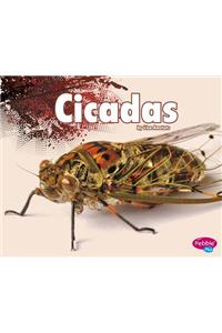 Cicadas