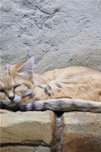 Sand Cat aka Sand Dune Cat (Felis margarita) Animal Journal