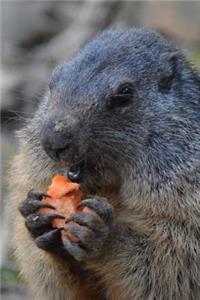A Belgium Marmot Snacking on a Piece of Carrot Journal
