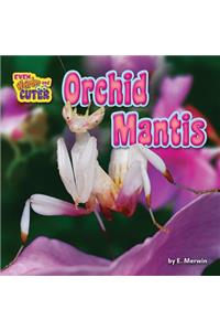 Orchid Mantis